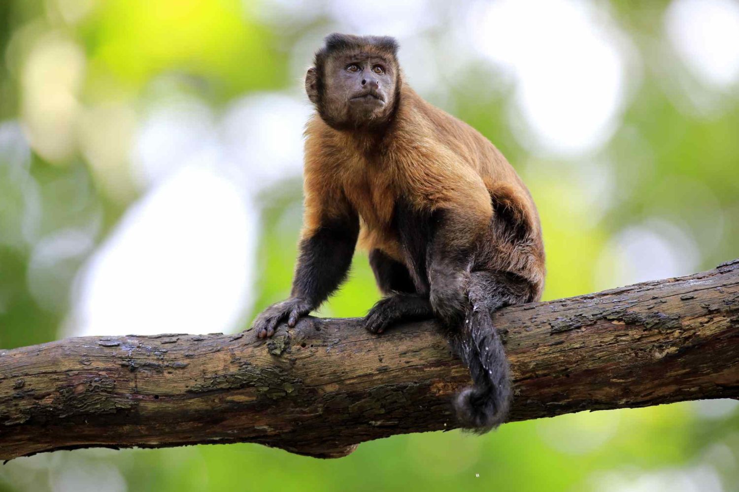 capuchin-monkeys-for-sale